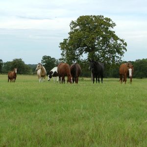 group_of_horses